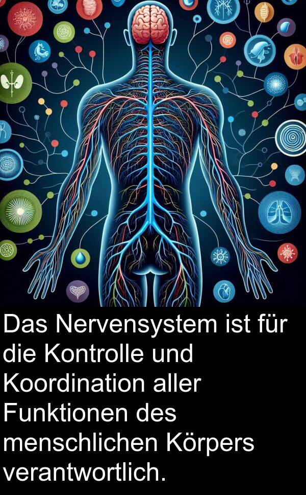 Funktionen: Das Nervensystem ist für die Kontrolle und Koordination aller Funktionen des menschlichen Körpers verantwortlich.