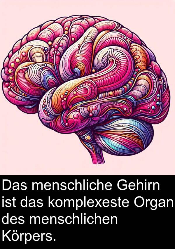 menschlichen: Das menschliche Gehirn ist das komplexeste Organ des menschlichen Körpers.