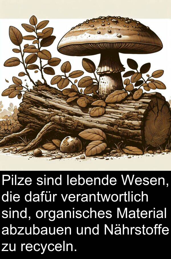 dafür: Pilze sind lebende Wesen, die dafür verantwortlich sind, organisches Material abzubauen und Nährstoffe zu recyceln.