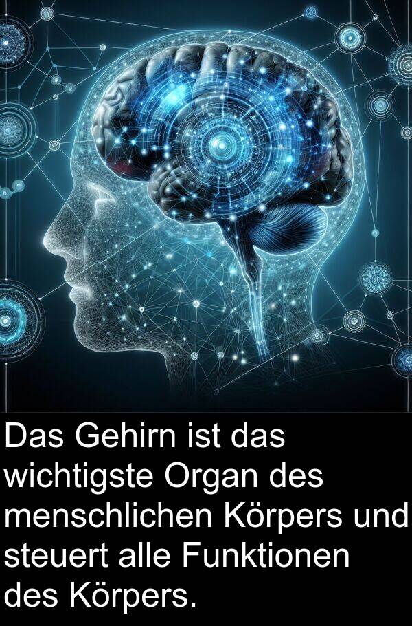 Funktionen: Das Gehirn ist das wichtigste Organ des menschlichen Körpers und steuert alle Funktionen des Körpers.