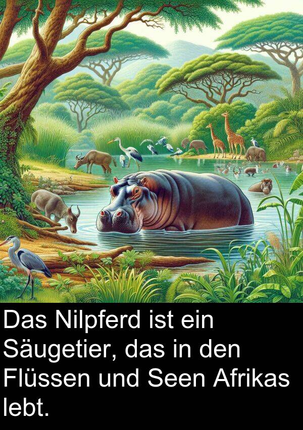 Flüssen: Das Nilpferd ist ein Säugetier, das in den Flüssen und Seen Afrikas lebt.