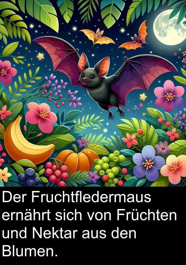 Früchten: Der Fruchtfledermaus ernährt sich von Früchten und Nektar aus den Blumen.