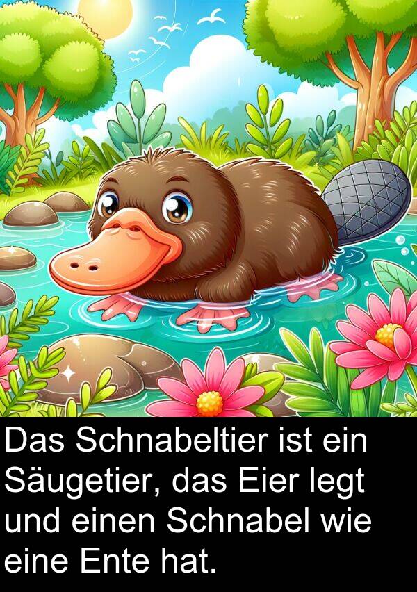 Säugetier: Das Schnabeltier ist ein Säugetier, das Eier legt und einen Schnabel wie eine Ente hat.