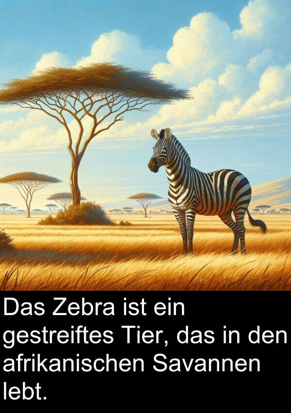 Savannen: Das Zebra ist ein gestreiftes Tier, das in den afrikanischen Savannen lebt.