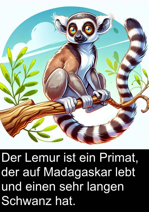 langen: Der Lemur ist ein Primat, der auf Madagaskar lebt und einen sehr langen Schwanz hat.