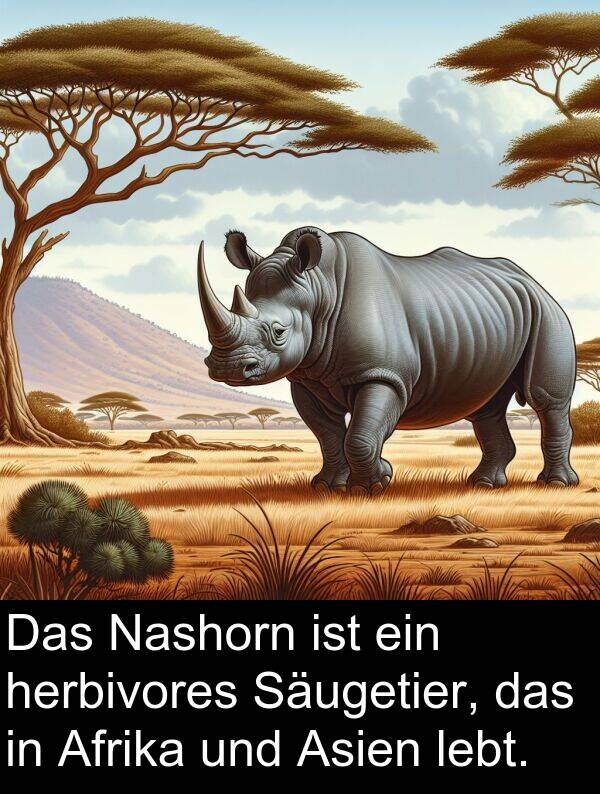 Säugetier: Das Nashorn ist ein herbivores Säugetier, das in Afrika und Asien lebt.