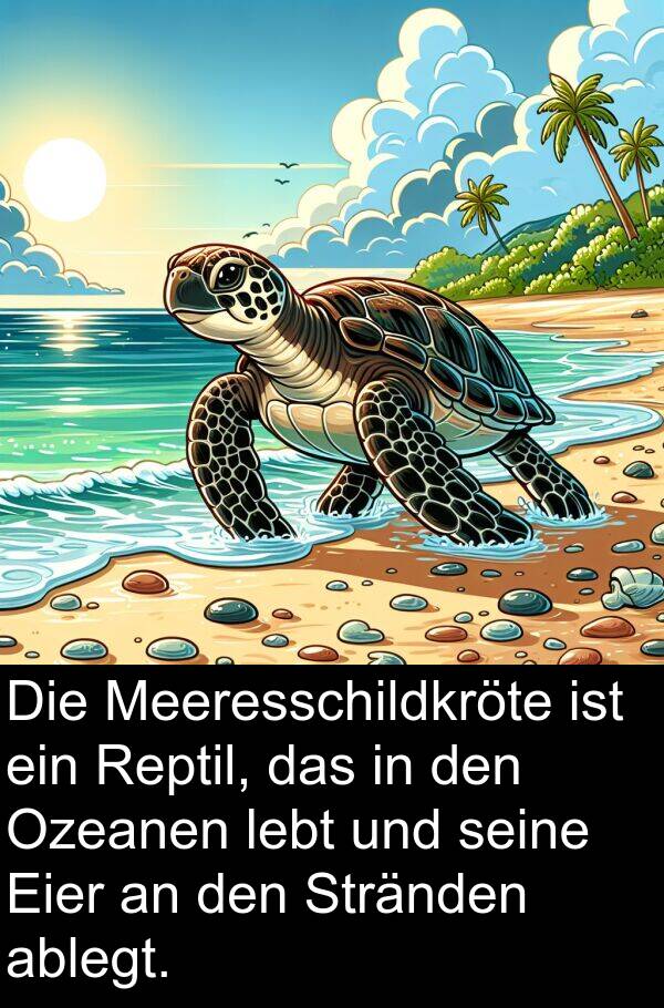 Stränden: Die Meeresschildkröte ist ein Reptil, das in den Ozeanen lebt und seine Eier an den Stränden ablegt.