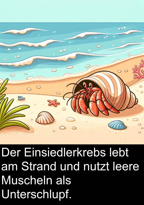Unterschlupf: Der Einsiedlerkrebs lebt am Strand und nutzt leere Muscheln als Unterschlupf.