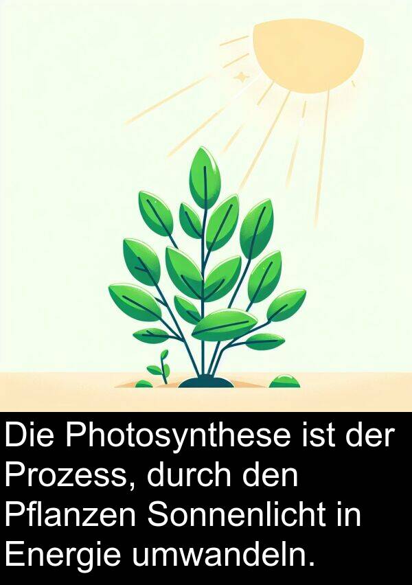Prozess: Die Photosynthese ist der Prozess, durch den Pflanzen Sonnenlicht in Energie umwandeln.