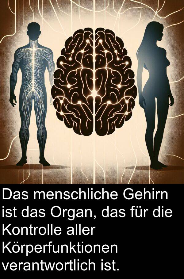 menschliche: Das menschliche Gehirn ist das Organ, das für die Kontrolle aller Körperfunktionen verantwortlich ist.