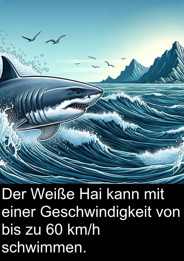Hai: Der Weiße Hai kann mit einer Geschwindigkeit von bis zu 60 km/h schwimmen.