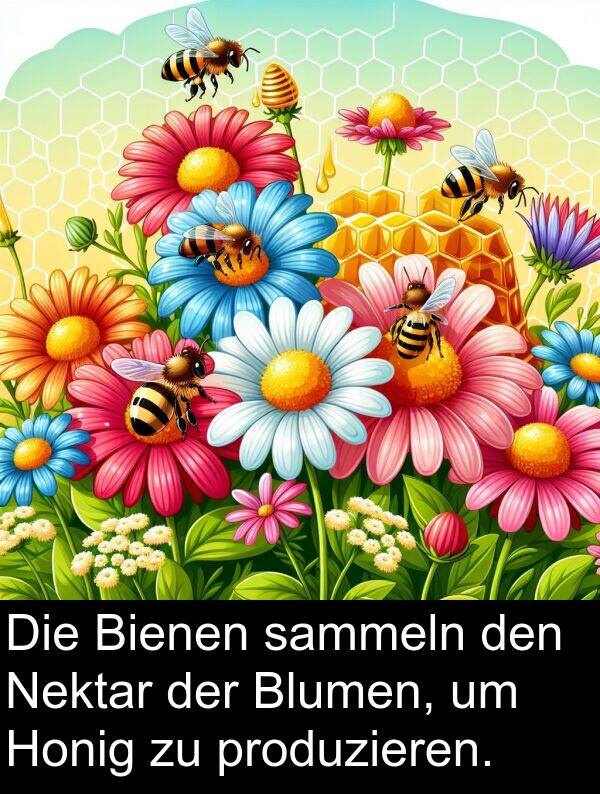 produzieren: Die Bienen sammeln den Nektar der Blumen, um Honig zu produzieren.