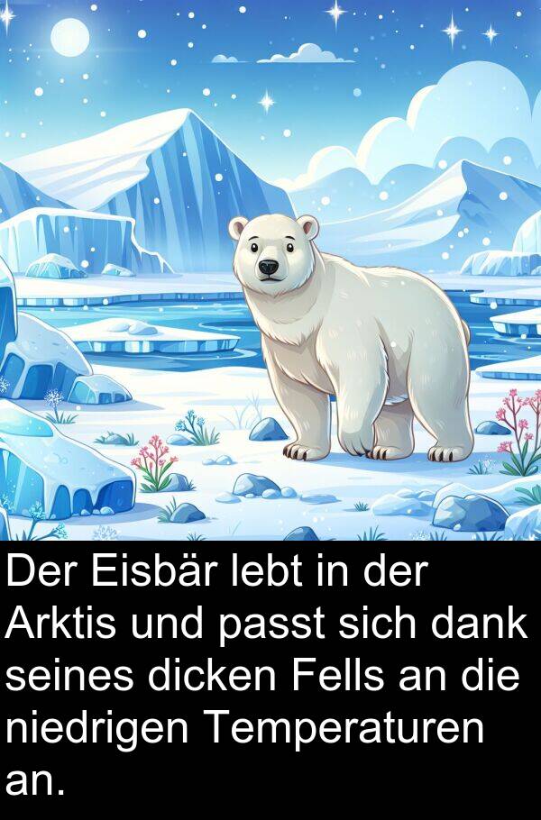 dank: Der Eisbär lebt in der Arktis und passt sich dank seines dicken Fells an die niedrigen Temperaturen an.