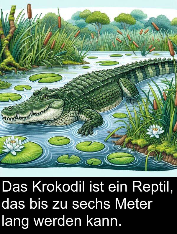 Meter: Das Krokodil ist ein Reptil, das bis zu sechs Meter lang werden kann.