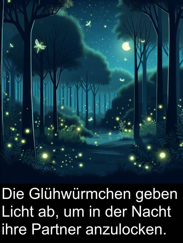 Glühwürmchen: Die Glühwürmchen geben Licht ab, um in der Nacht ihre Partner anzulocken.