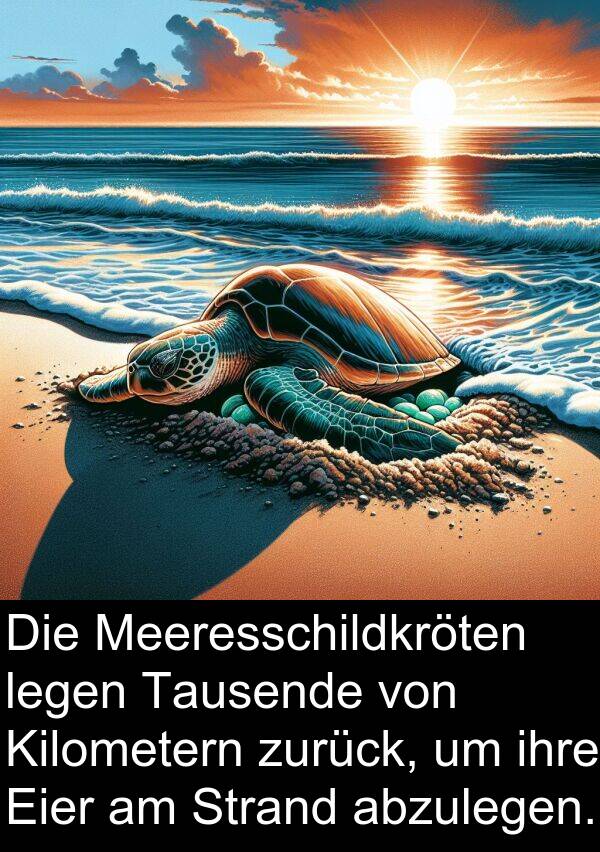 Strand: Die Meeresschildkröten legen Tausende von Kilometern zurück, um ihre Eier am Strand abzulegen.