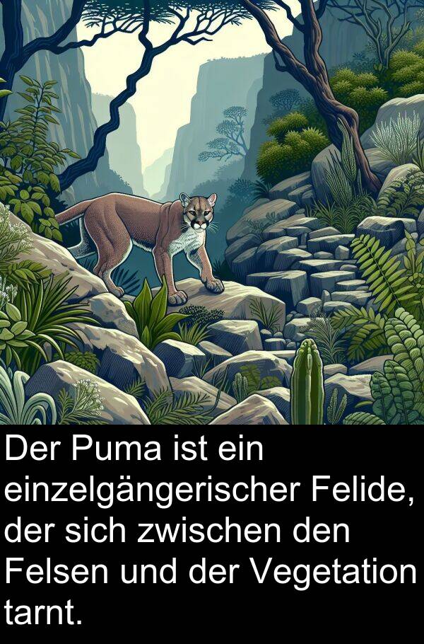 Felsen: Der Puma ist ein einzelgängerischer Felide, der sich zwischen den Felsen und der Vegetation tarnt.
