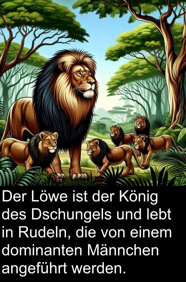 Rudeln: Der Löwe ist der König des Dschungels und lebt in Rudeln, die von einem dominanten Männchen angeführt werden.