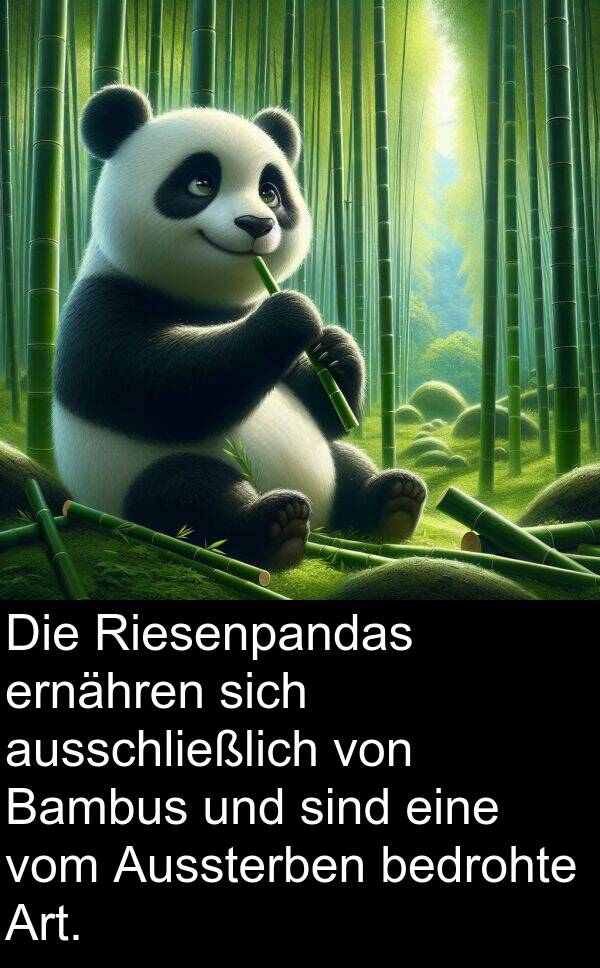 Riesenpandas: Die Riesenpandas ernähren sich ausschließlich von Bambus und sind eine vom Aussterben bedrohte Art.