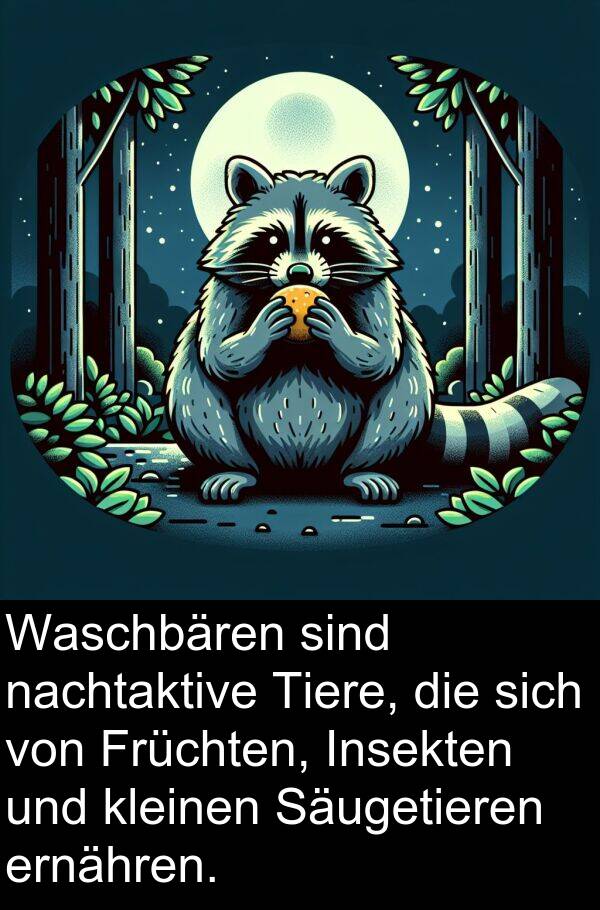 Früchten: Waschbären sind nachtaktive Tiere, die sich von Früchten, Insekten und kleinen Säugetieren ernähren.