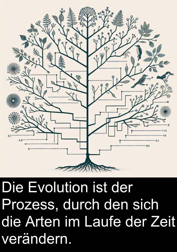 Zeit: Die Evolution ist der Prozess, durch den sich die Arten im Laufe der Zeit verändern.
