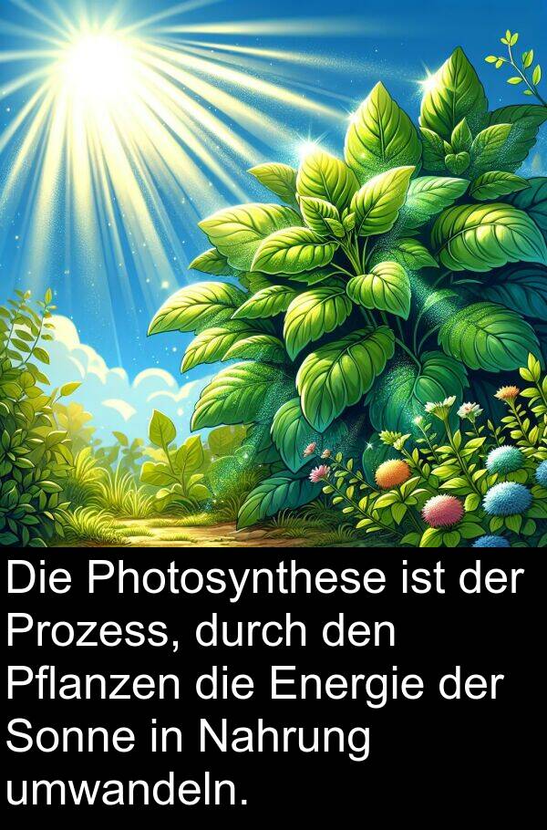 Prozess: Die Photosynthese ist der Prozess, durch den Pflanzen die Energie der Sonne in Nahrung umwandeln.