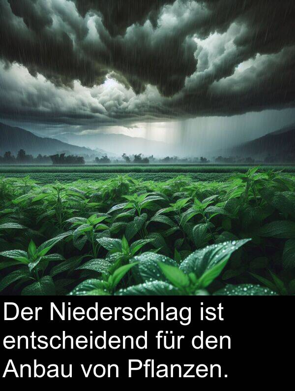 Pflanzen: Der Niederschlag ist entscheidend für den Anbau von Pflanzen.