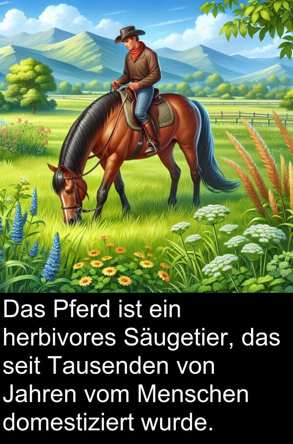 Jahren: Das Pferd ist ein herbivores Säugetier, das seit Tausenden von Jahren vom Menschen domestiziert wurde.