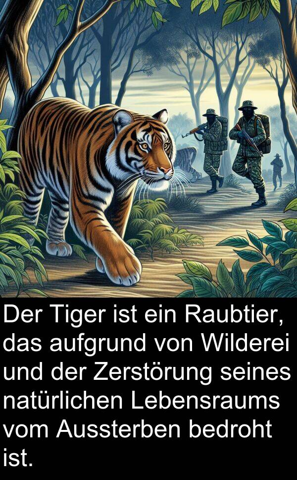 Raubtier: Der Tiger ist ein Raubtier, das aufgrund von Wilderei und der Zerstörung seines natürlichen Lebensraums vom Aussterben bedroht ist.