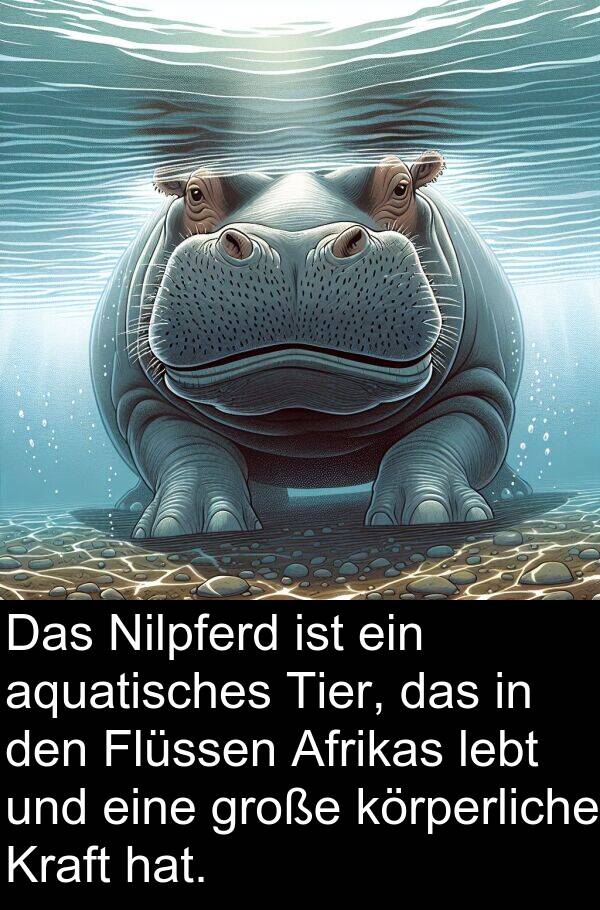 Flüssen: Das Nilpferd ist ein aquatisches Tier, das in den Flüssen Afrikas lebt und eine große körperliche Kraft hat.