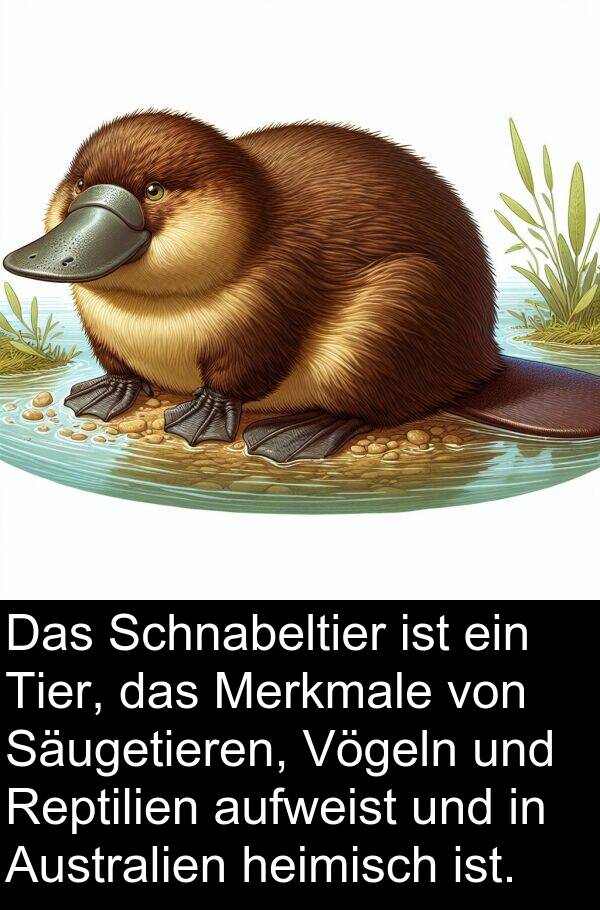 Merkmale: Das Schnabeltier ist ein Tier, das Merkmale von Säugetieren, Vögeln und Reptilien aufweist und in Australien heimisch ist.