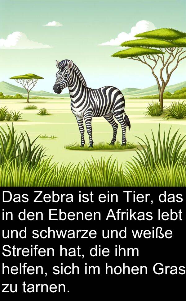 Streifen: Das Zebra ist ein Tier, das in den Ebenen Afrikas lebt und schwarze und weiße Streifen hat, die ihm helfen, sich im hohen Gras zu tarnen.