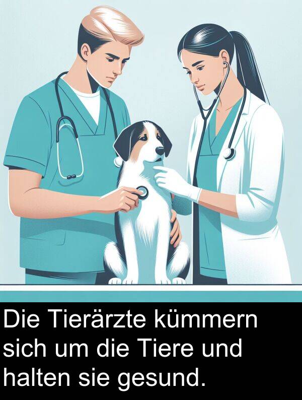 gesund: Die Tierärzte kümmern sich um die Tiere und halten sie gesund.