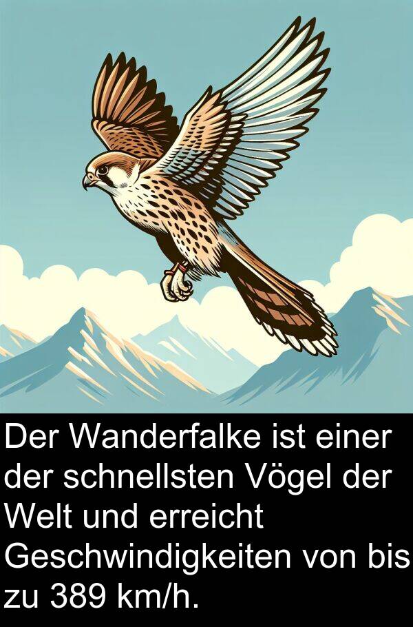Wanderfalke: Der Wanderfalke ist einer der schnellsten Vögel der Welt und erreicht Geschwindigkeiten von bis zu 389 km/h.