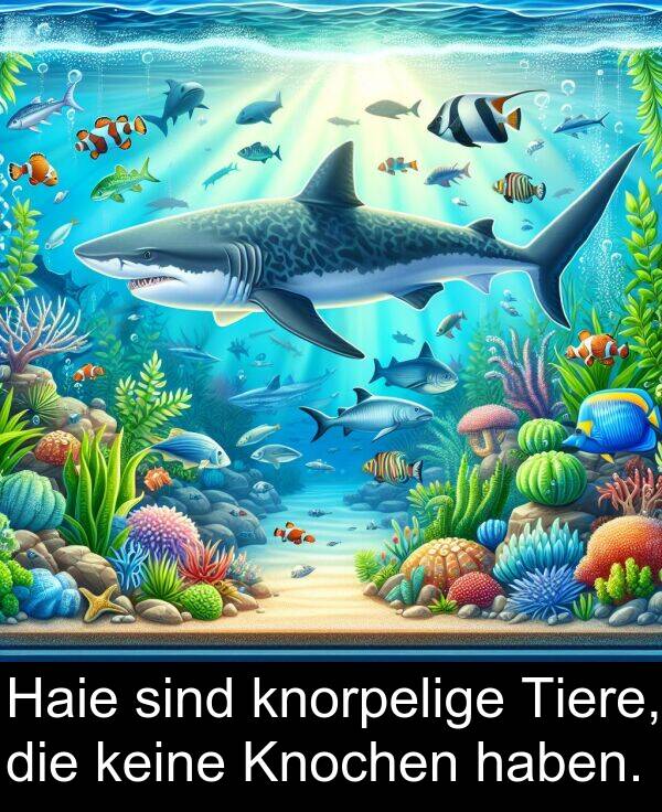 Haie: Haie sind knorpelige Tiere, die keine Knochen haben.
