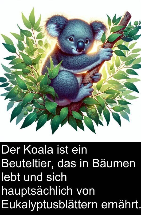 Bäumen: Der Koala ist ein Beuteltier, das in Bäumen lebt und sich hauptsächlich von Eukalyptusblättern ernährt.