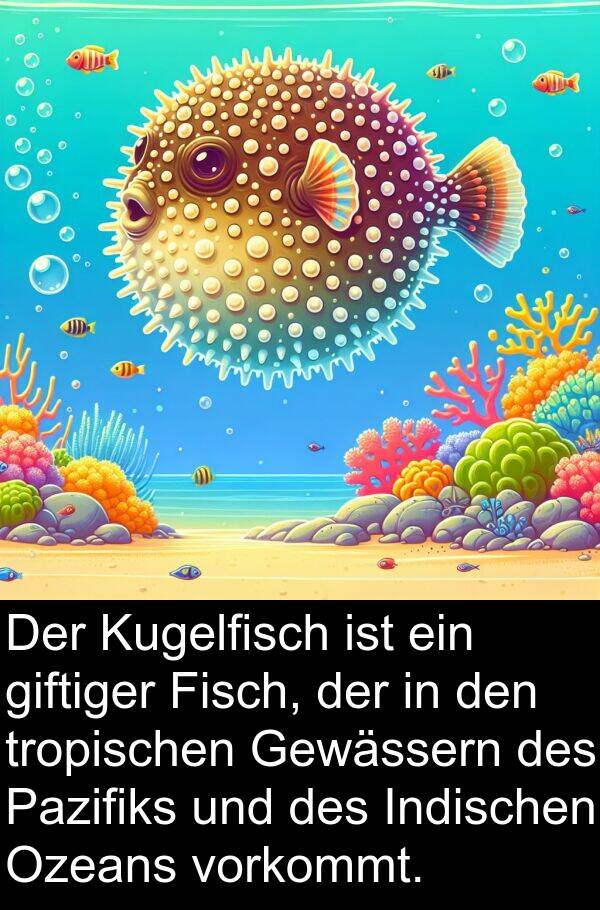 Fisch: Der Kugelfisch ist ein giftiger Fisch, der in den tropischen Gewässern des Pazifiks und des Indischen Ozeans vorkommt.