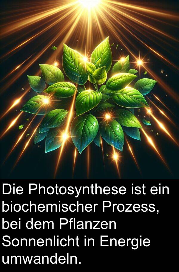 Prozess: Die Photosynthese ist ein biochemischer Prozess, bei dem Pflanzen Sonnenlicht in Energie umwandeln.