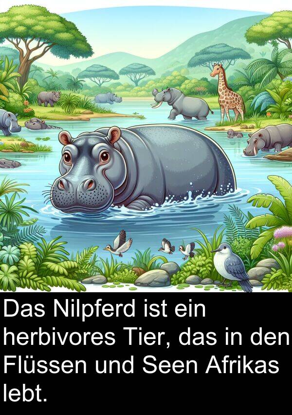 Flüssen: Das Nilpferd ist ein herbivores Tier, das in den Flüssen und Seen Afrikas lebt.