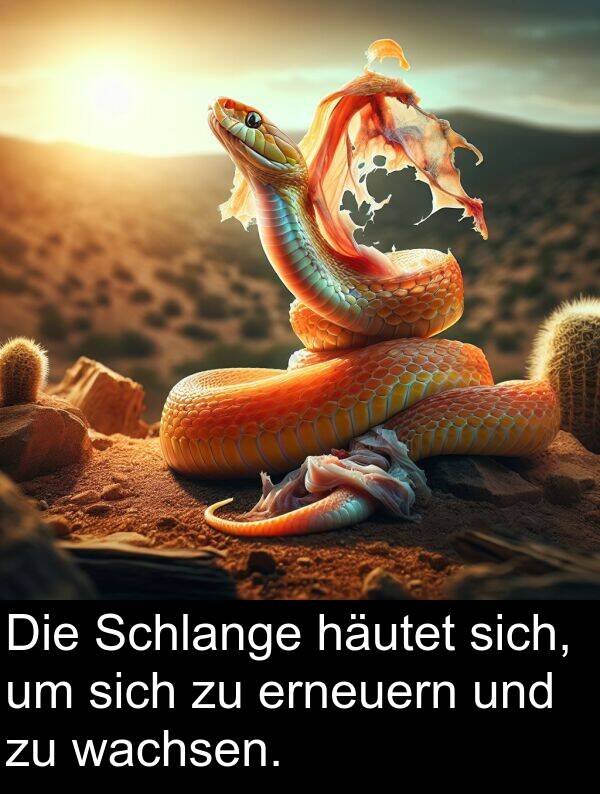wachsen: Die Schlange häutet sich, um sich zu erneuern und zu wachsen.