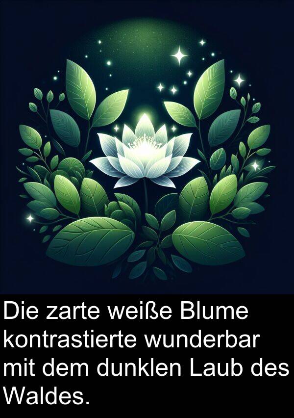 Waldes: Die zarte weiße Blume kontrastierte wunderbar mit dem dunklen Laub des Waldes.