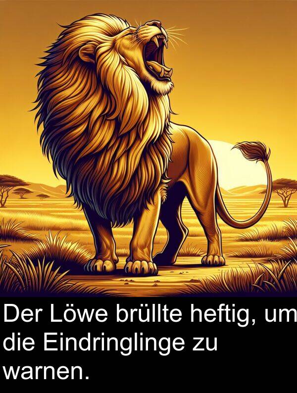 warnen: Der Löwe brüllte heftig, um die Eindringlinge zu warnen.