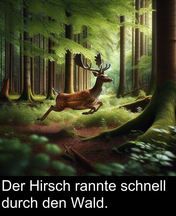 Wald: Der Hirsch rannte schnell durch den Wald.