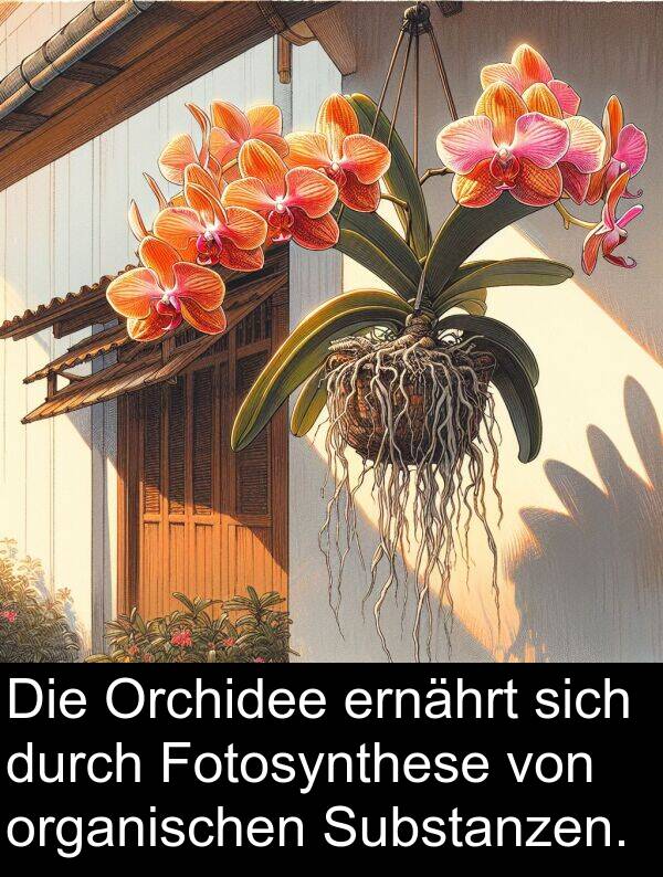 Fotosynthese: Die Orchidee ernährt sich durch Fotosynthese von organischen Substanzen.