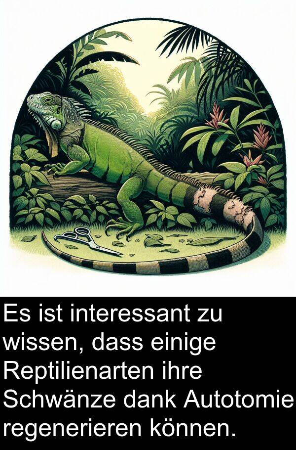 dank: Es ist interessant zu wissen, dass einige Reptilienarten ihre Schwänze dank Autotomie regenerieren können.