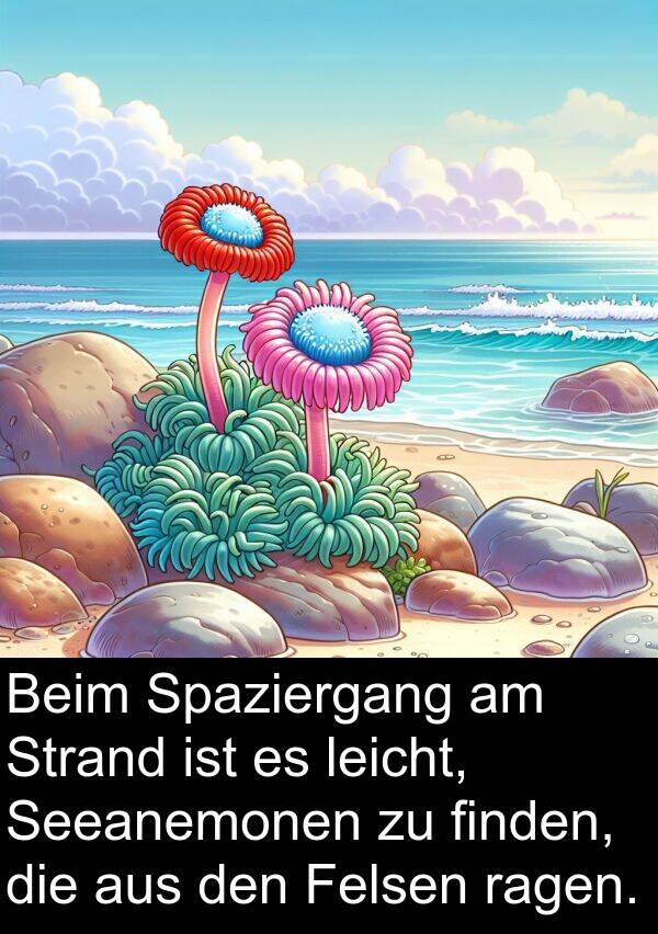 finden: Beim Spaziergang am Strand ist es leicht, Seeanemonen zu finden, die aus den Felsen ragen.
