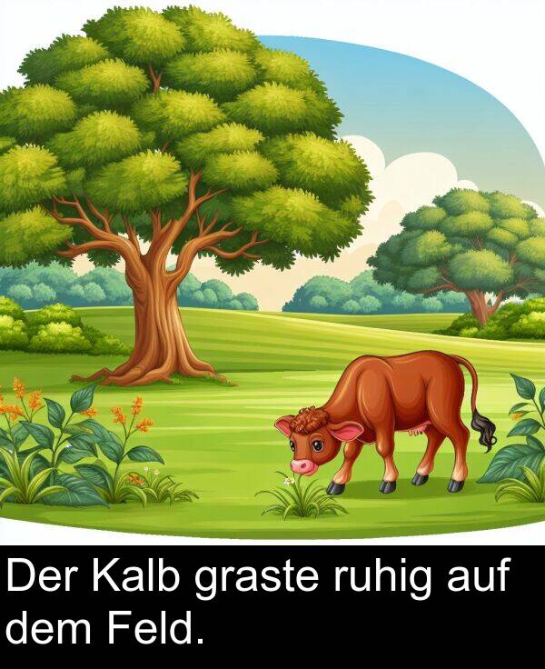 Feld: Der Kalb graste ruhig auf dem Feld.