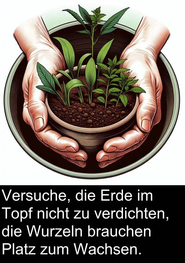 Wachsen: Versuche, die Erde im Topf nicht zu verdichten, die Wurzeln brauchen Platz zum Wachsen.