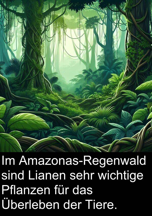 Lianen: Im Amazonas-Regenwald sind Lianen sehr wichtige Pflanzen für das Überleben der Tiere.