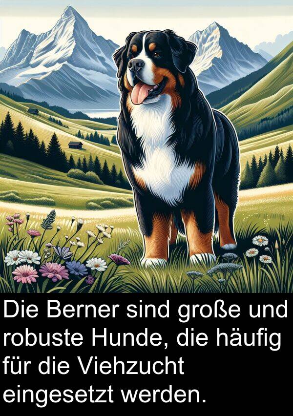 Hunde: Die Berner sind große und robuste Hunde, die häufig für die Viehzucht eingesetzt werden.